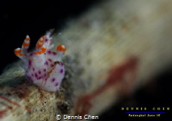 Nudi size est approximately 5mm. Photo taken at Padangbai... by Dennis Chen 